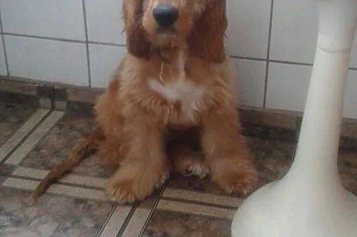 Cocker Spaniel (z rodowodem), dolnośląskie Bolesławiec
