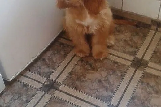 Cocker Spaniel (z rodowodem),  dolnośląskie Bolesł