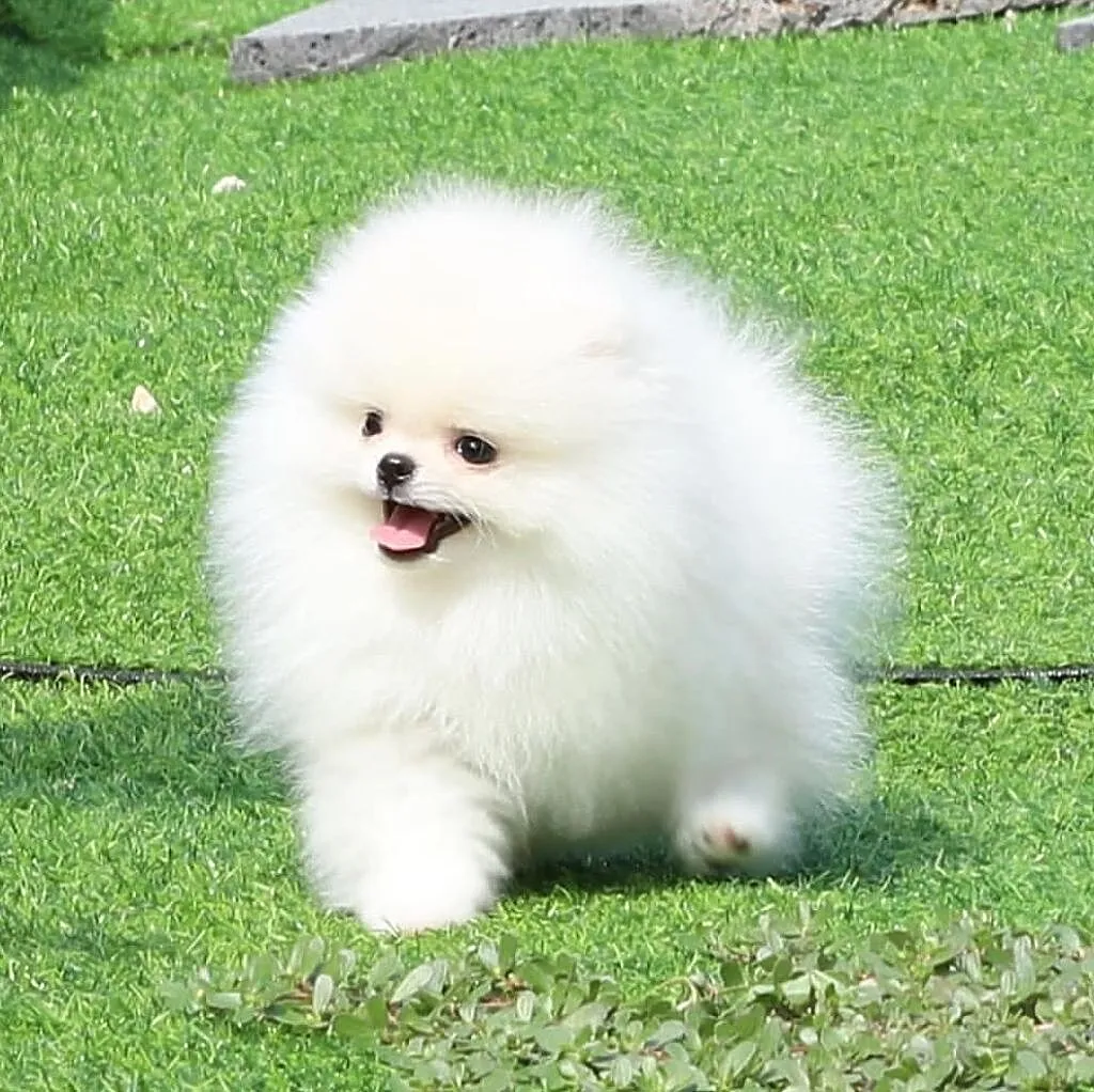 Szpic Miniaturowy - Pomeranian Piesek FCI, , Bydgoszcz