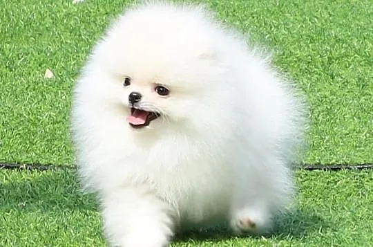 Szpic Miniaturowy - Pomeranian Piesek FCI, , Bydgoszcz