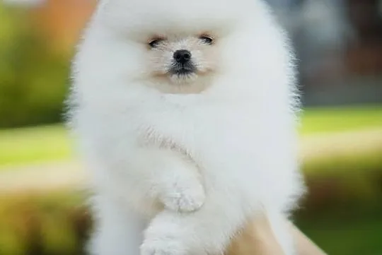 Szpic Miniaturowy - Pomeranian Piesek FCI, , Bydgoszcz