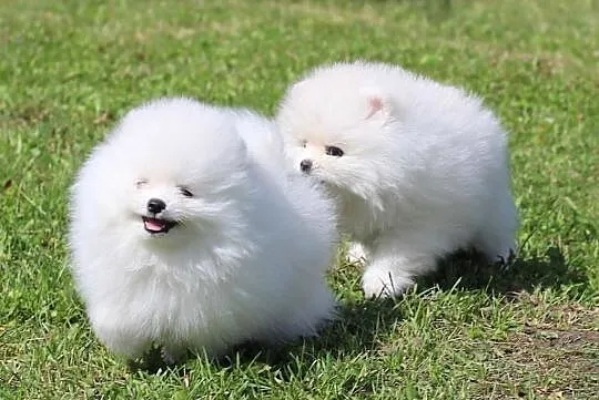 Szpic Miniaturowy - Pomeranian Piesek FCI, , Bydgoszcz