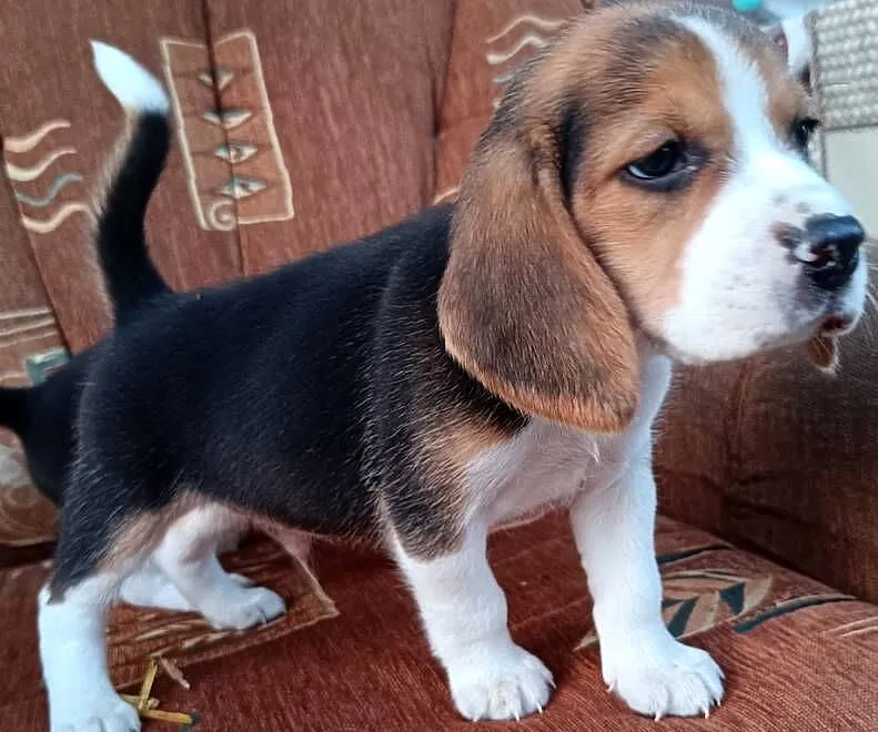 Szczeniak Beagle, Podkarpackie, Otałęż