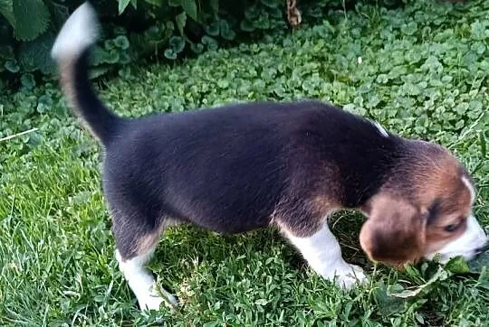 Szczeniak Beagle, Podkarpackie, Otałęż