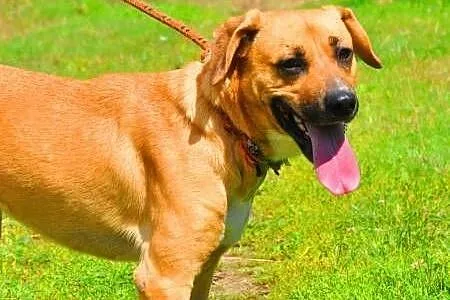 LUZAK - piękny, młody wesoły psiak do adopcji,  mazowieckie Warszawa