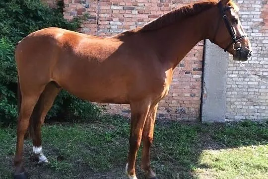 Walach holsztyński po Diamant de Semilly