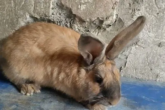 Samica zakocona polecam, Świętokrzyskie, Czarzyzna
