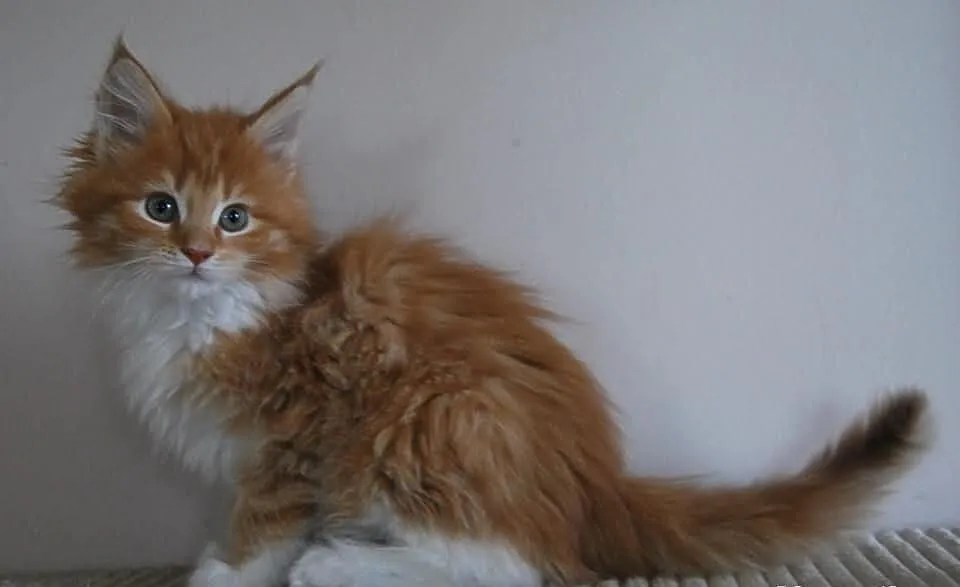 Ruda koteczka ETRURIA maine coon z rodowodem