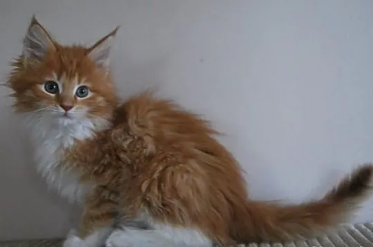 Ruda koteczka ETRURIA maine coon z rodowodem