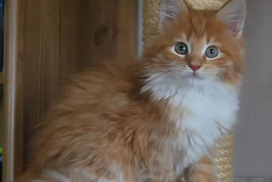 Ruda koteczka ETRURIA maine coon z rodowodem