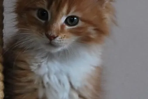 Ruda koteczka ETRURIA maine coon z rodowodem