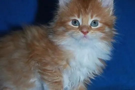 Ruda koteczka ETRURIA maine coon z rodowodem