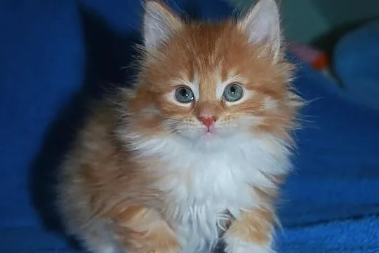 Ruda koteczka ETRURIA maine coon z rodowodem