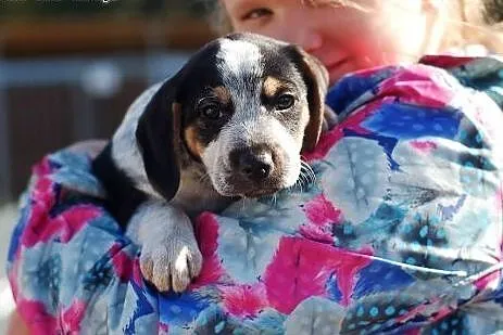 Piesek szczeniak do adopcji FILM,  wielkopolskie P