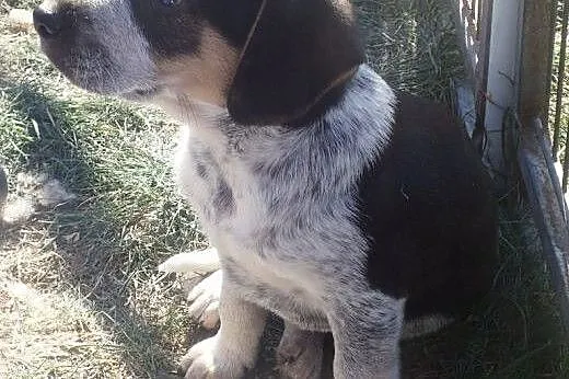 Piesek szczeniak do adopcji FILM,  wielkopolskie P