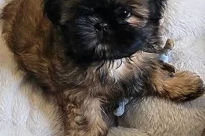 Shih-Tzu  sunia