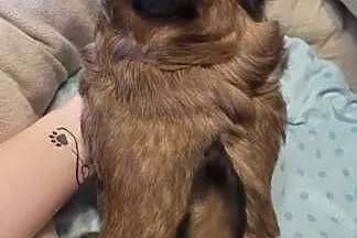 Shih-Tzu  sunia, Łódzkie, Mokrsko