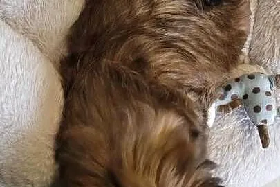 Shih-Tzu  sunia, Łódzkie, Mokrsko