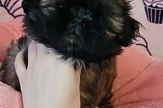 Shih-Tzu  sunia, Łódzkie, Mokrsko