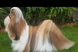 Shih-Tzu  sunia, Łódzkie, Mokrsko