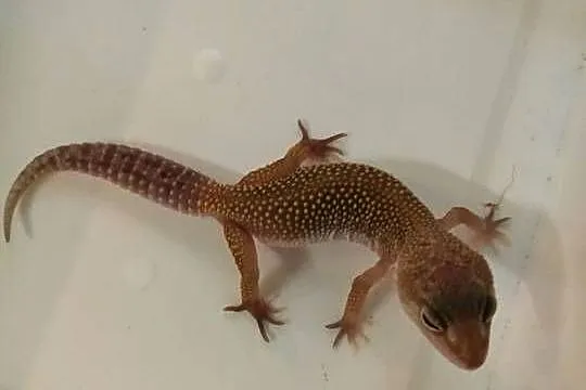 Gekon Lamparci - Sklep Zoologiczny
