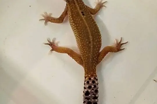 Gekon Lamparci - Sklep Zoologiczny, Śląskie, Katowice
