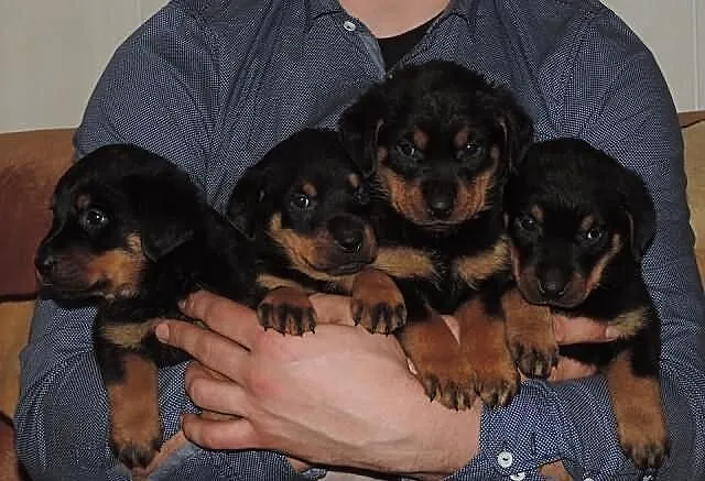 Szczeniaczki rasowe Rottweilery