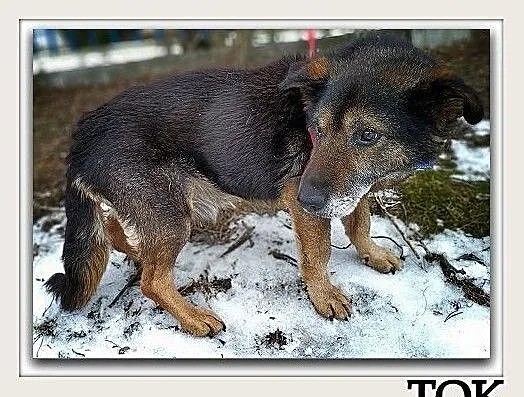 Wyrzucony,starszy,tulaśny,spokojny średni piesek TOK błaga o dom.Adopcja., Łódzkie, Łódź