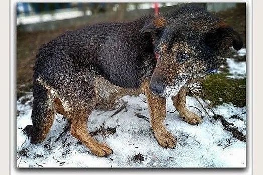 Wyrzucony,starszy,tulaśny,spokojny średni piesek TOK błaga o dom.Adopcja., Łódzkie, Łódź