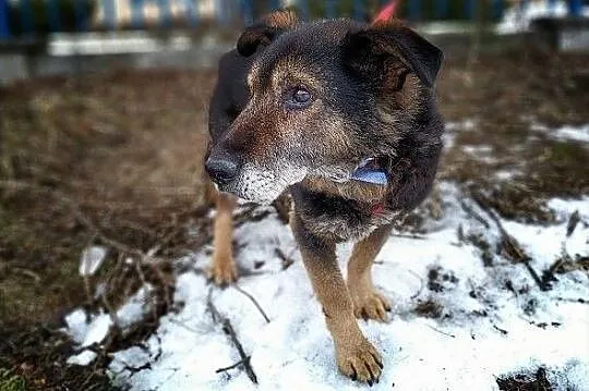 Wyrzucony,starszy,tulaśny,spokojny średni piesek TOK błaga o dom.Adopcja., Łódzkie, Łódź