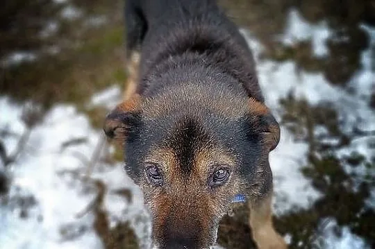 Wyrzucony,starszy,tulaśny,spokojny średni piesek TOK błaga o dom.Adopcja., Łódzkie, Łódź