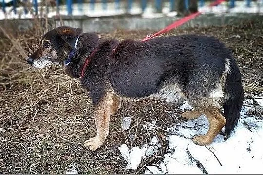 Wyrzucony,starszy,tulaśny,spokojny średni piesek TOK błaga o dom.Adopcja., Łódzkie, Łódź