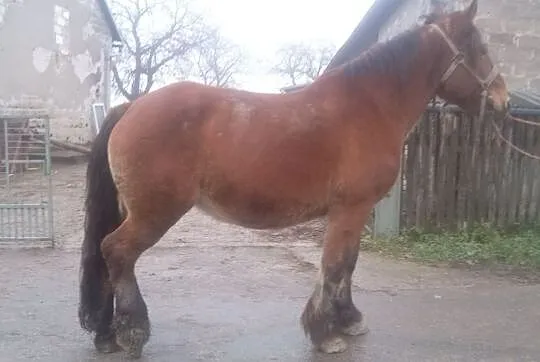 Sprzedam klacz sztumską, , Siemiechów k Tuchowa