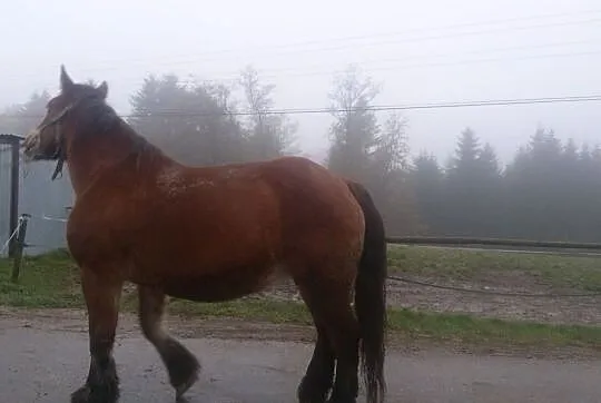 Sprzedam klacz sztumską, , Siemiechów k Tuchowa