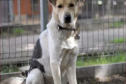 Piękny Gizmo - pies, jakich mało :)