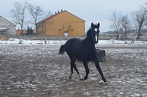 Koń Śląski, Janowiec