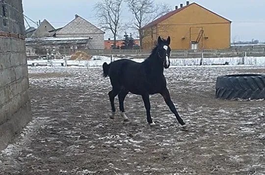 Koń Śląski, Janowiec