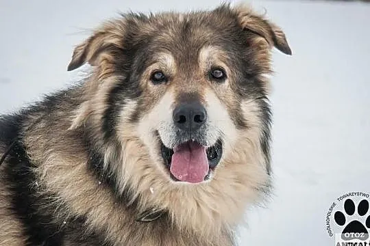OTOZ Animals - Herkules - prawdziwy przyjaciel i stróż szuka domu!, Pomorskie, Tczew