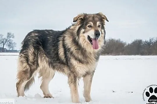 OTOZ Animals - Herkules - prawdziwy przyjaciel i stróż szuka domu!, Pomorskie, Tczew