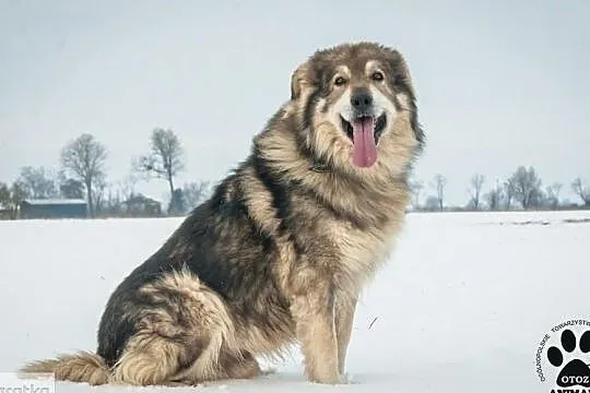 OTOZ Animals - Herkules - prawdziwy przyjaciel i stróż szuka domu!, Pomorskie, Tczew