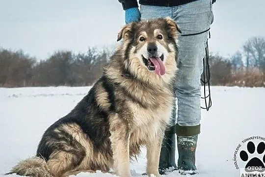 OTOZ Animals - Herkules - prawdziwy przyjaciel i stróż szuka domu!, Pomorskie, Tczew
