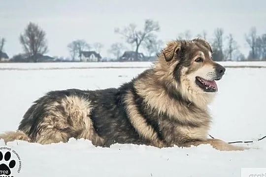 OTOZ Animals - Herkules - prawdziwy przyjaciel i stróż szuka domu!, Pomorskie, Tczew