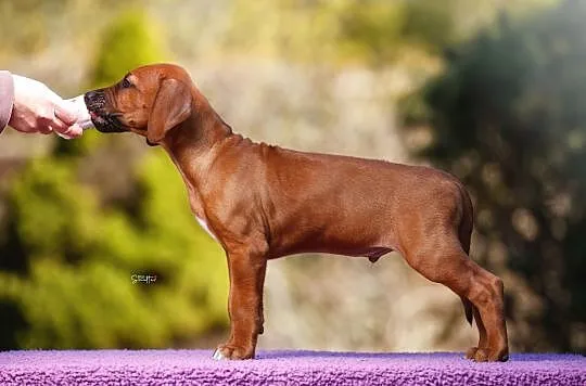 Rhodesian Ridgeback - szczenię , Gdańsk