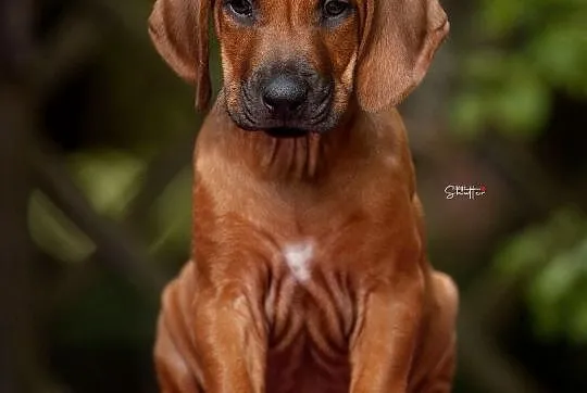 Rhodesian Ridgeback - szczenię , Gdańsk