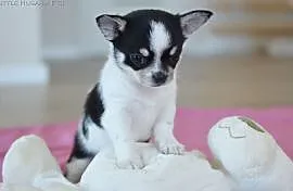 Chihuahua śliczny chłopiec z rodowodem ZKwP/FCI, Skawina