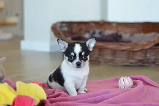 Chihuahua śliczny chłopiec z rodowodem ZKwP/FCI, Skawina