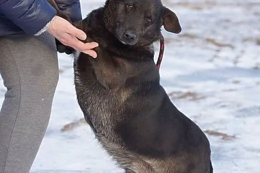 Niskopodłogowiec Miłek, rezolutny pieszczoch szuka