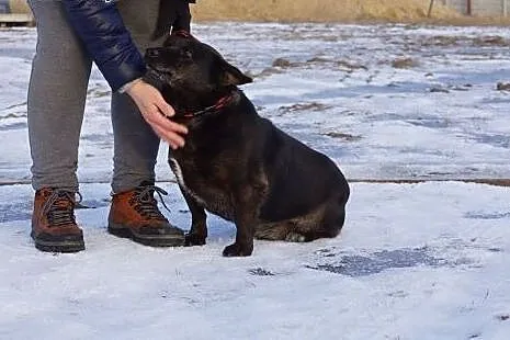 Niskopodłogowiec Miłek, rezolutny pieszczoch szuka