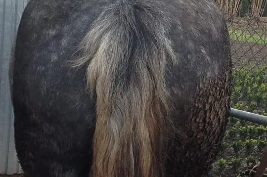 Wysoko źrebna klacz percherońska ,córka słynnej Se