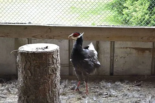 Bażanty uszaki brunattne, Podkarpackie, Rzeszów